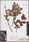 Foto von Salix cinerea L.